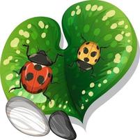 Top view of ladybug on a leaf isolated vector