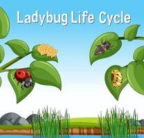 Scene with Ladybug Life Cycle vector