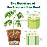 The Structure of the Stem and the Root vector