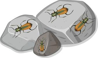 Top view of many malachius aeneus insect on stones vector