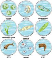 Set of different types of unicellular organisms vector