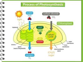 Diagrama que muestra el proceso de fotosíntesis en planta. vector