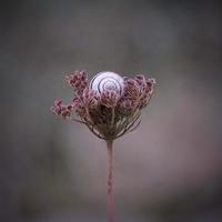 caracol blanco en una flor foto