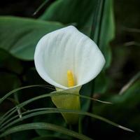 Calla lily flower in the garden photo