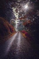 Forest road in Bilbao, Spain photo