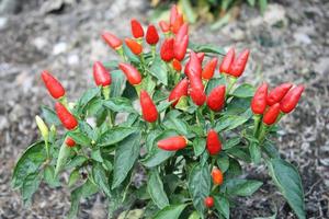 Chili pepper plant photo