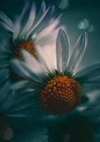 Two daisy flowers photo