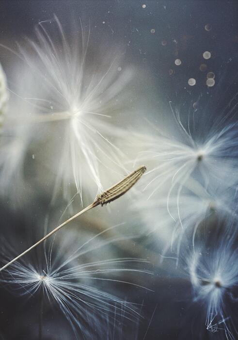 Dandelion Flying Stock Photos, Images and Backgrounds for Free Download
