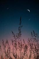Moon and tall grasses in the garden photo