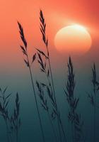Sunset behind grasses in the garden photo