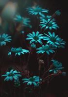 flores con tinte azul foto