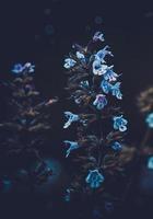 flores blancas en el jardin foto