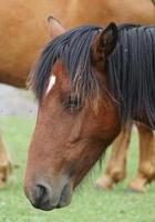 retrato de caballo marrón en el prado foto