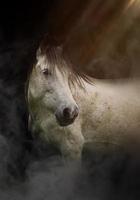 Fantasy white horse portrait