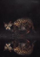 Retrato de gato callejero con reflejo foto