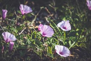 Pink flowers of Mallow bindweed photo