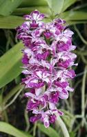 grupo de orquídeas foto