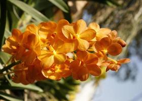 flores de orquídea naranja foto