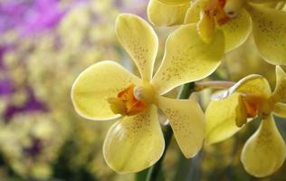 Yellow orchid flowers photo