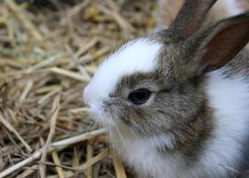 Brown and white rabbit photo