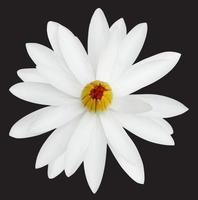 White lotus on a black background photo