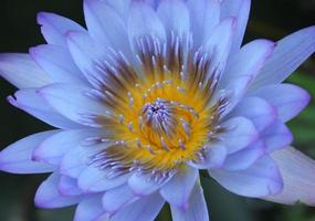 Blue and yellow lotus photo