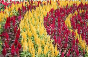 Yellow and red flowers photo