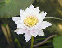 White lotus flower in a pond photo