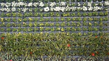 pared vertical del jardín de flores foto