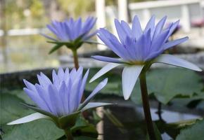 tres flores de loto azul foto