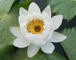 Partially closed lotus flower photo
