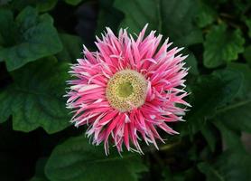 Pink gerber daisy photo