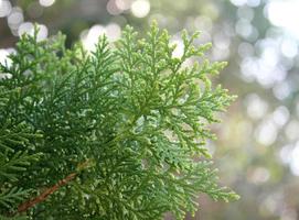 Lush evergreen leaves photo