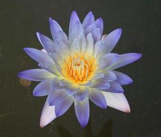 Lotus in a pond photo