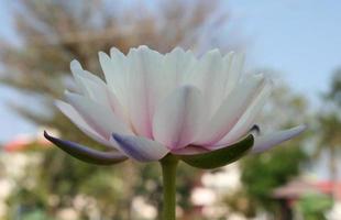 primer plano de la flor de loto foto