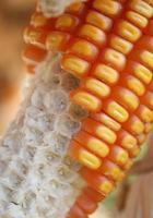 Close-up of corn on the cob photo