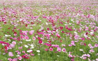 Field of cosmos photo