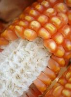 Close-up of sweet corn photo