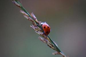 Beautiful ladybug on a plant photo