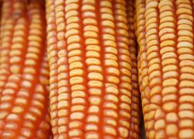 Close-up of sweet corn pile photo