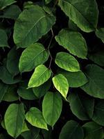 Green plant leaves in nature photo