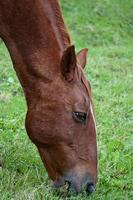 Beautiful brown horse photo