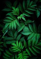 Green plant leaves in nature photo