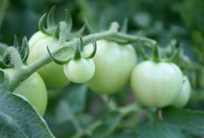 Green tomatoes in a garden photo