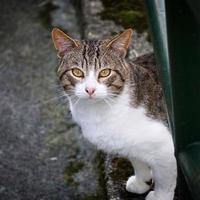 Grey stray cat portrait photo