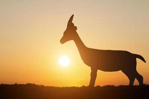 Silhouette of a deer on sunset background photo