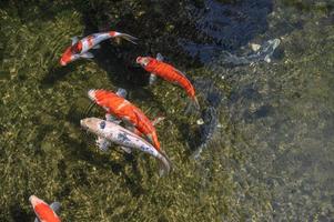Colorful koi fish in the pool photo