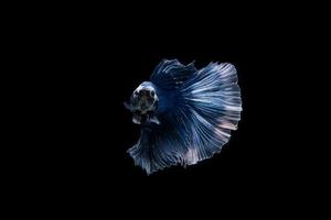 hermoso pez betta siamés foto