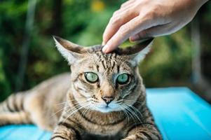 Hand petting a tabby cat