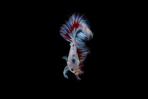 Beautiful Siamese betta fish photo